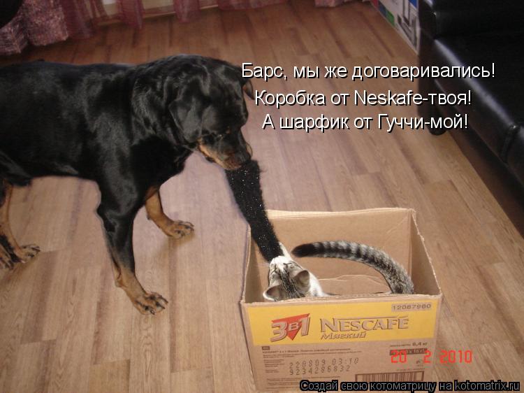 Барс, мы же договаривались! Коробка от Neskafe-твоя! А шарфик от Гуччи-мой!... Котоматрица: Барс, мы же договаривались! Коробка от Neskafe-твоя! А шарфик от Гуччи-мой!