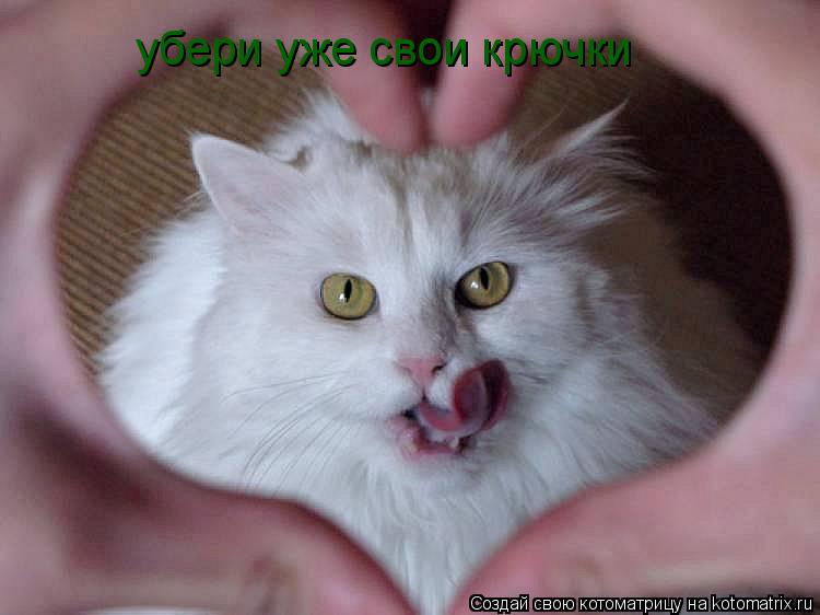 убери уже свои крючки... Котоматрица: убери уже свои крючки