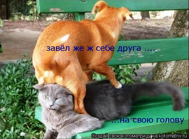 ...на свою голову завёл же ж себе друга ....... Котоматрица: ...на свою голову завёл же ж себе друга ....