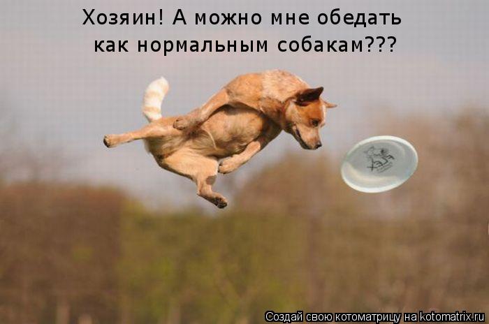 Хозяин! А можно мне обедать как нормальным собакам???... Котоматрица: Хозяин! А можно мне обедать как нормальным собакам???