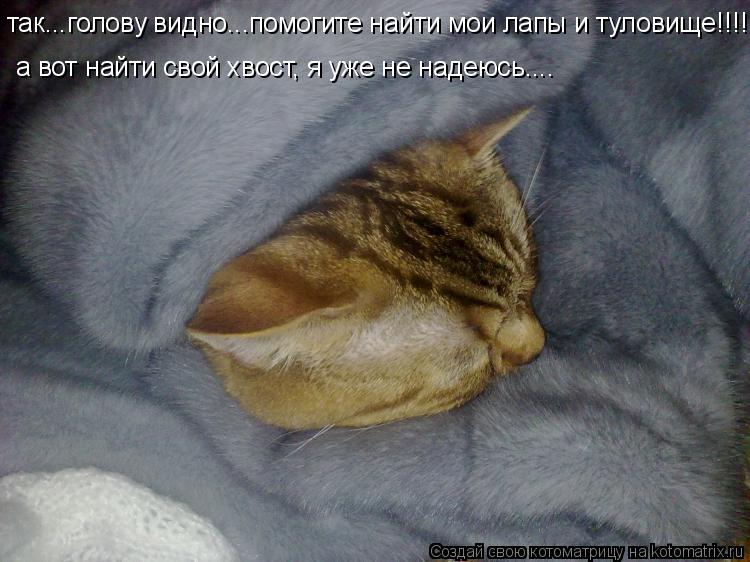 так...голову видно...помогите найти мои лапы и туловище!!!! а вот найти свой хвост, я уже не надеюсь.... Котоматрица: так...голову видно...помогите найти мои лапы и туловище!!!! а вот найти свой хвост, я уже не надеюсь....