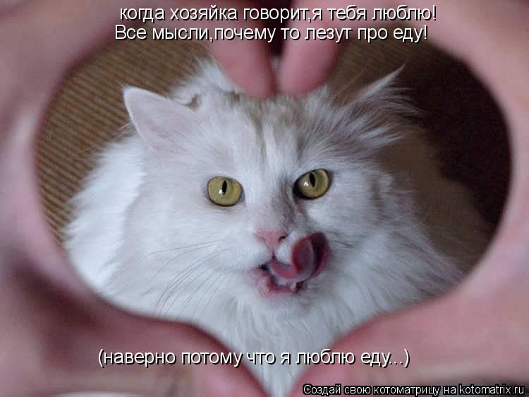когда хозяйка говорит,я тебя люблю! Все мысли,почему то лезут про еду! (наверно потому что я люблю ед... Котоматрица: когда хозяйка говорит,я тебя люблю! Все мысли,почему то лезут про еду! (наверно потому что я люблю еду...)