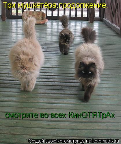 Три мушкетёра.продолжение. смотрите во всех КинОТЯТрАх... Котоматрица: Три мушкетёра.продолжение. смотрите во всех КинОТЯТрАх