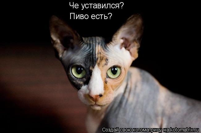 Че уставился? Пиво есть?... Котоматрица: Че уставился? Пиво есть?