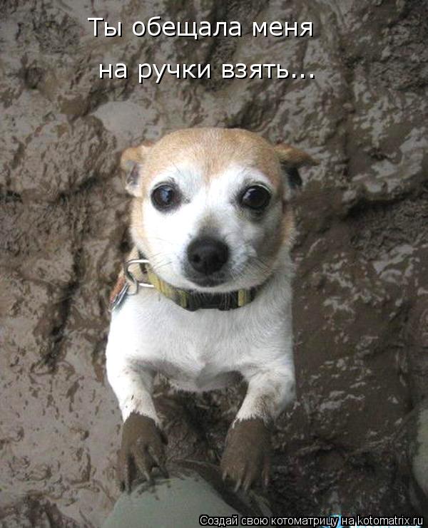 Ты обещала меня на ручки взять...... Котоматрица: Ты обещала меня на ручки взять...