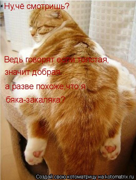 Ну,чё смотришь? Ведь говорят если толстая, значит добрая... а разве похоже,что я бяка-закаляка?... Котоматрица: Ну,чё смотришь? Ведь говорят если толстая, значит добрая... а разве похоже,что я бяка-закаляка?