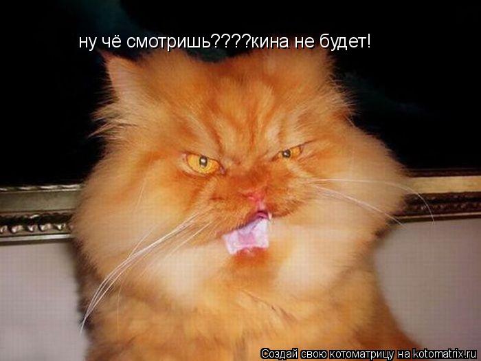 ну чё смотришь????кина не будет!... Котоматрица: ну чё смотришь????кина не будет!