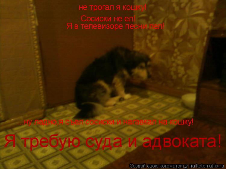 не трогал я кошку! Сосиски не ел! Я в телевизоре песни пел! ...ну ладно,я съел сосиски и нагавкал на ... Котоматрица: не трогал я кошку! Сосиски не ел! Я в телевизоре песни пел! ...ну ладно,я съел сосиски и нагавкал на кошку! Я требую суда и адвоката!