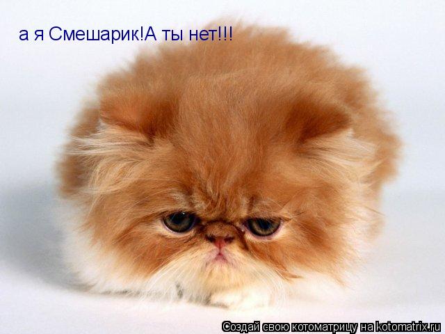 а я Смешарик!А ты нет!!!... Котоматрица: а я Смешарик!А ты нет!!!