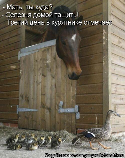 - Мать, ты куда? Третий день в курятнике отмечает. - Селезня домой тащить!... Котоматрица: - Мать, ты куда? Третий день в курятнике отмечает. - Селезня домой тащить!