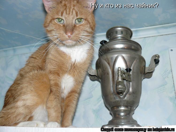 Ну и кто из нас чайник?... Котоматрица: Ну и кто из нас чайник?