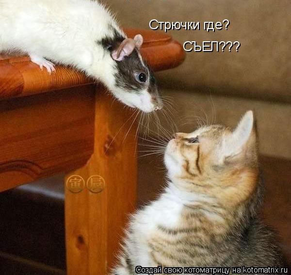 Стрючки где? СЪЕЛ???... Котоматрица: Стрючки где? СЪЕЛ???