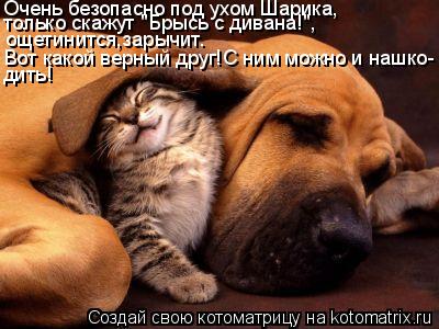 Очень безопасно под ухом Шарика, только скажут "Брысь с дивана!", ощетинится,зарычит. Вот какой верны... Котоматрица: Очень безопасно под ухом Шарика, только скажут "Брысь с дивана!", ощетинится,зарычит. Вот какой верный друг!С ним можно и нашко- дить!