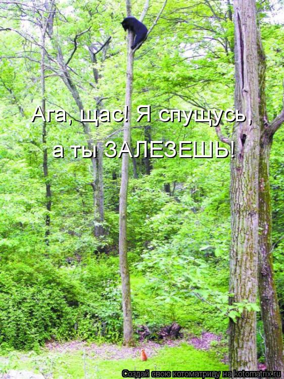 Ага, щас! Я спущусь, а ты ЗАЛЕЗЕШЬ!... Котоматрица: Ага, щас! Я спущусь, а ты ЗАЛЕЗЕШЬ!