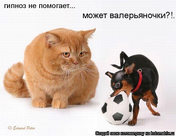 может валерьяночки?!. гипноз не помогает...... Котоматрица: может валерьяночки?!. гипноз не помогает...