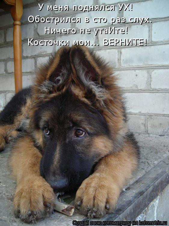 У меня поднялся УХ! Обострился в сто раз слух. Ничего не утаИте! Косточки мои... ВЕРНИТЕ!... Котоматрица: У меня поднялся УХ! Обострился в сто раз слух. Ничего не утаИте! Косточки мои... ВЕРНИТЕ!