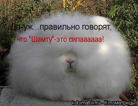 что "Шамту"-это силаааааа! Да-уж...правильно говорят,... Котоматрица: что "Шамту"-это силаааааа! Да-уж...правильно говорят,
