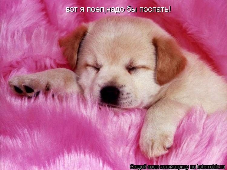 вот я поел,надо бы поспать!... Котоматрица: вот я поел,надо бы поспать!