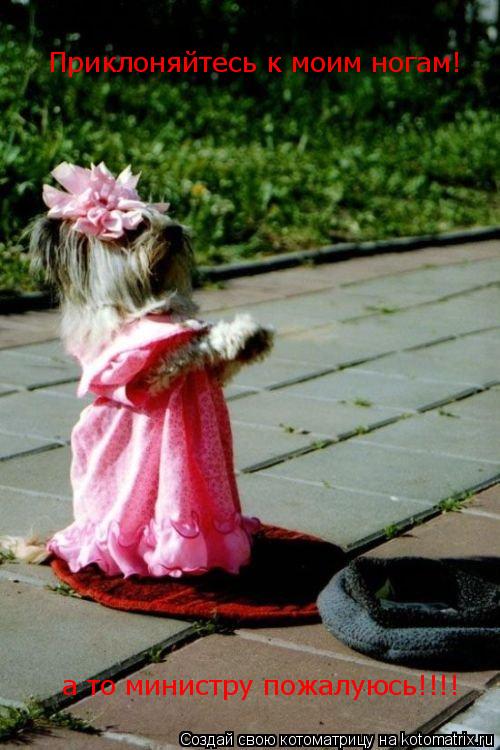 Приклоняйтесь к моим ногам! а то министру пожалуюсь!!!!... Котоматрица: Приклоняйтесь к моим ногам! а то министру пожалуюсь!!!!