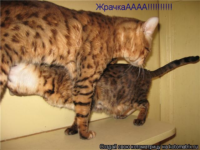 ЖрачкаАААА!!!!!!!!!!... Котоматрица: ЖрачкаАААА!!!!!!!!!!