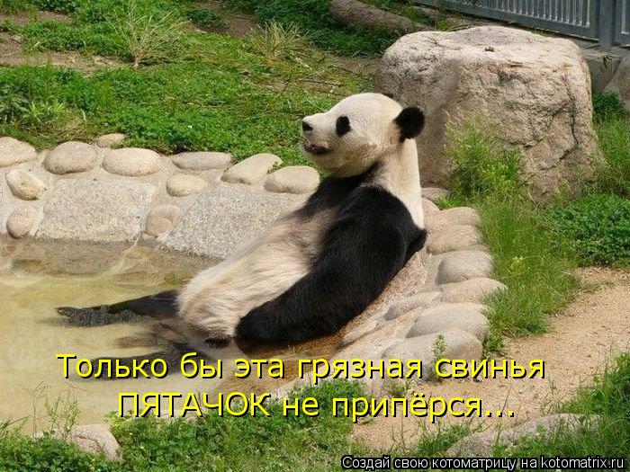 Только бы эта грязная свинья ПЯТАЧОК не припёрся...... Котоматрица: Только бы эта грязная свинья ПЯТАЧОК не припёрся...