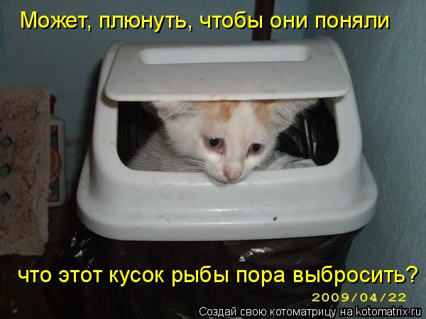 Может, плюнуть, чтобы они поняли что этот кусок рыбы пора выбросить?... Котоматрица: Может, плюнуть, чтобы они поняли что этот кусок рыбы пора выбросить?