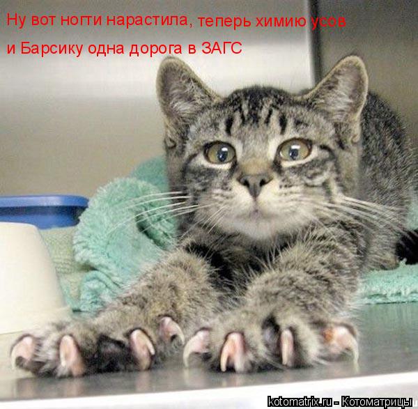 Ну вот ногти нарастила, теперь химию усов и Барсику одна дорога в ЗАГС... Котоматрица: Ну вот ногти нарастила, теперь химию усов и Барсику одна дорога в ЗАГС