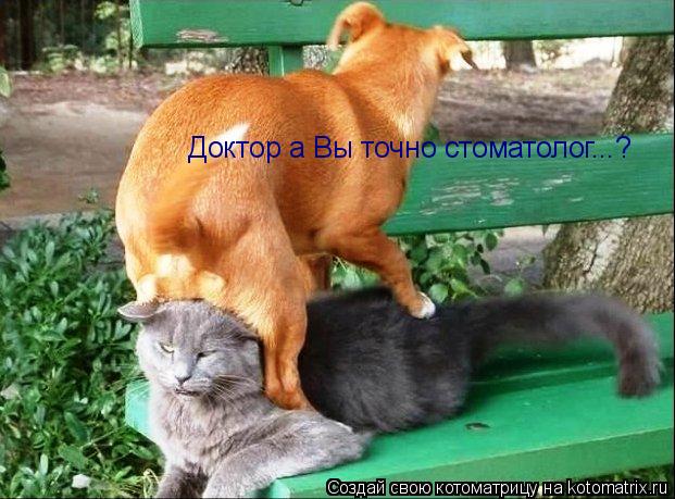 Доктор а Вы точно стоматолог...?... Котоматрица: Доктор а Вы точно стоматолог...?