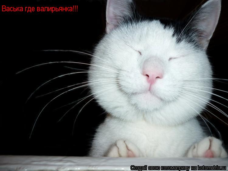 Васька где валирьянка!!!... Котоматрица: Васька где валирьянка!!!