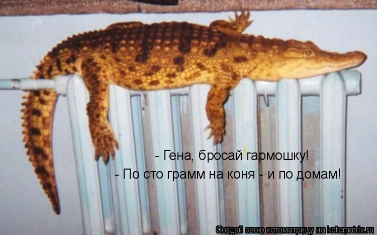 - Гена, бросай гармошку! - По сто грамм на коня - и по домам!... Котоматрица: - Гена, бросай гармошку! - По сто грамм на коня - и по домам!