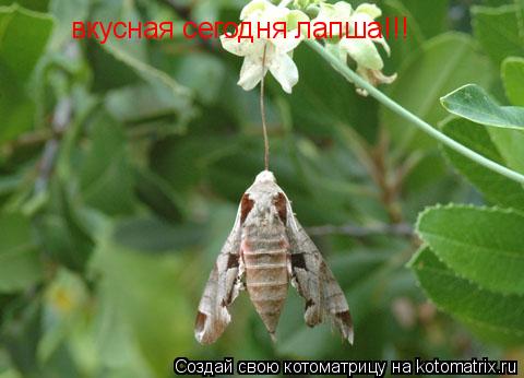 вкусная сегодня лапша!!!... Котоматрица: вкусная сегодня лапша!!!