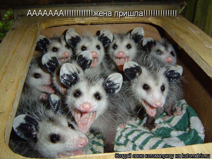 ААААААА!!!!!!!!!!!!жена пришла!!!!!!!!!!!!!!... Котоматрица: ААААААА!!!!!!!!!!!!жена пришла!!!!!!!!!!!!!!