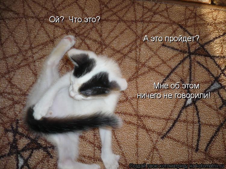 Ой? Что это? А это пройдет? Мне об этом ничего не говорили!... Котоматрица: Ой? Что это? А это пройдет? Мне об этом ничего не говорили!