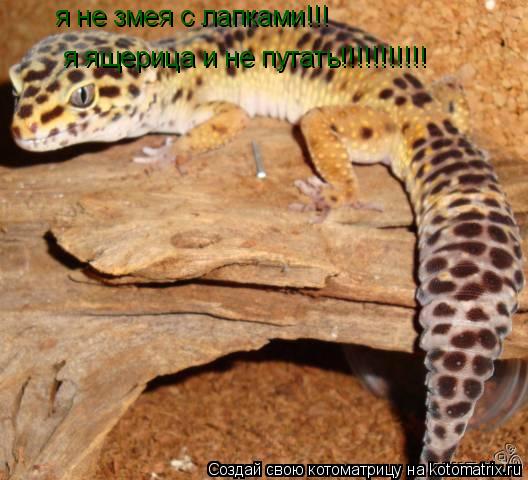я не змея с лапками!!! я ящерица и не путать!!!!!!!!!!!... Котоматрица: я не змея с лапками!!! я ящерица и не путать!!!!!!!!!!!