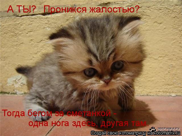 А ТЫ? Проникся жалостью? Тогда бегом за сметанкой - одна нога здесь, другая там.... Котоматрица: А ТЫ? Проникся жалостью? Тогда бегом за сметанкой - одна нога здесь, другая там.