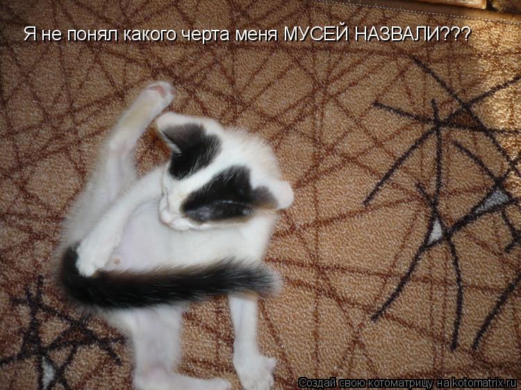 Я не понял какого черта меня МУСЕЙ НАЗВАЛИ???... Котоматрица: Я не понял какого черта меня МУСЕЙ НАЗВАЛИ???