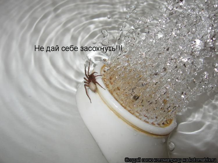 Не дай себе засохнуть!!!... Котоматрица: Не дай себе засохнуть!!!