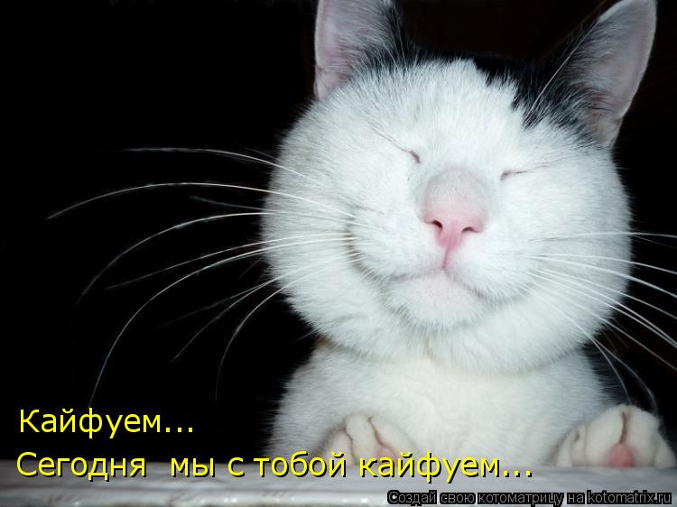 Кайфуем... Сегодня мы с тобой кайфуем...... Котоматрица: Кайфуем... Сегодня мы с тобой кайфуем...