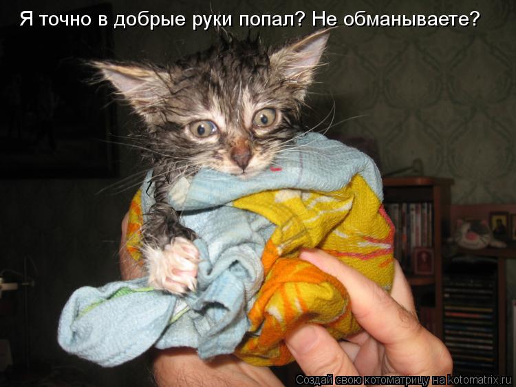Я точно в добрые руки попал? Не обманываете?... Котоматрица: Я точно в добрые руки попал? Не обманываете?