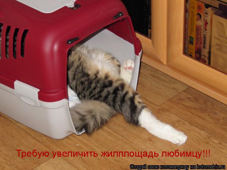 Требую увеличить жилплощадь любимцу!!!... Котоматрица: Требую увеличить жилплощадь любимцу!!!