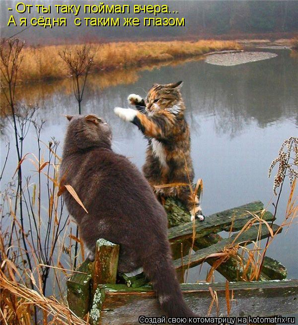 - От ты таку поймал вчера... А я сёдня с таким же глазом... Котоматрица: - От ты таку поймал вчера... А я сёдня с таким же глазом