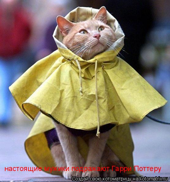 настоящие мужики подражают Гарри Поттеру... Котоматрица: настоящие мужики подражают Гарри Поттеру