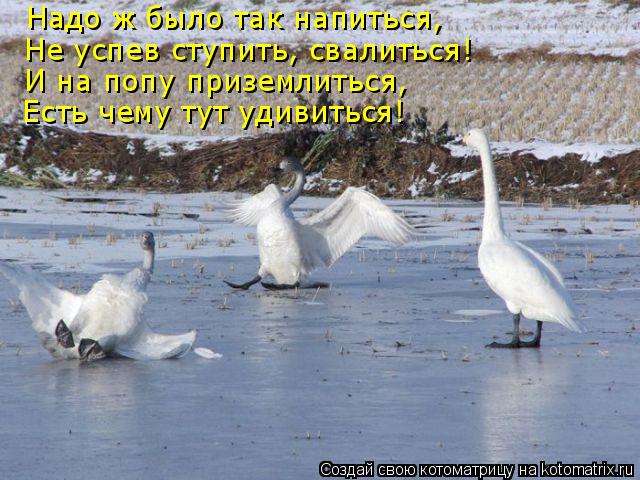 Надо ж было так напиться, Не успев ступить, свалиться! И на попу приземлиться, Есть чему тут удивитьс... Котоматрица: Надо ж было так напиться, Не успев ступить, свалиться! И на попу приземлиться, Есть чему тут удивиться!