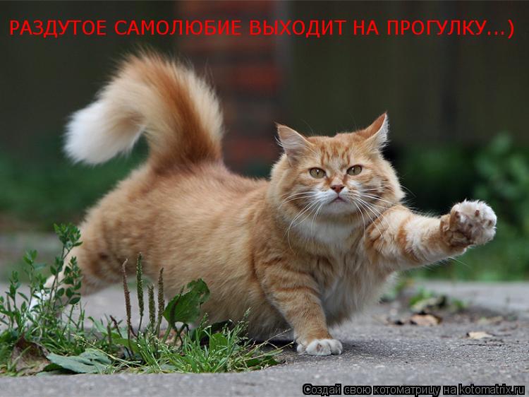 РАЗДУТОЕ САМОЛЮБИЕ ВЫХОДИТ НА ПРОГУЛКУ...)... Котоматрица: РАЗДУТОЕ САМОЛЮБИЕ ВЫХОДИТ НА ПРОГУЛКУ...)