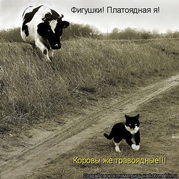 Фигушки! Платоядная я! Фигушки! Платоядная я! Коровы же травоядные!!!... Котоматрица: Фигушки! Платоядная я! Фигушки! Платоядная я! Коровы же травоядные!!!