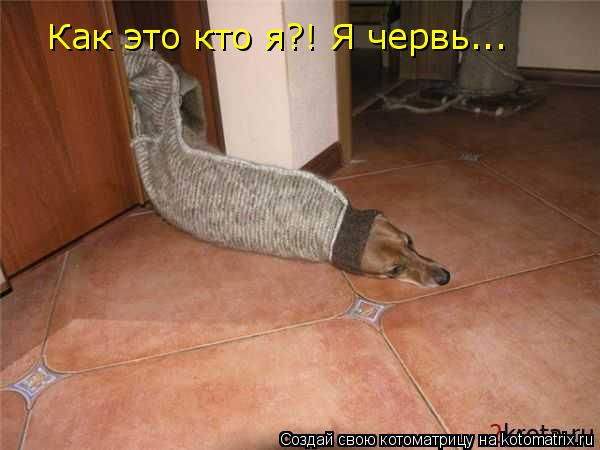 Как это кто я?! Я червь...... Котоматрица: Как это кто я?! Я червь...