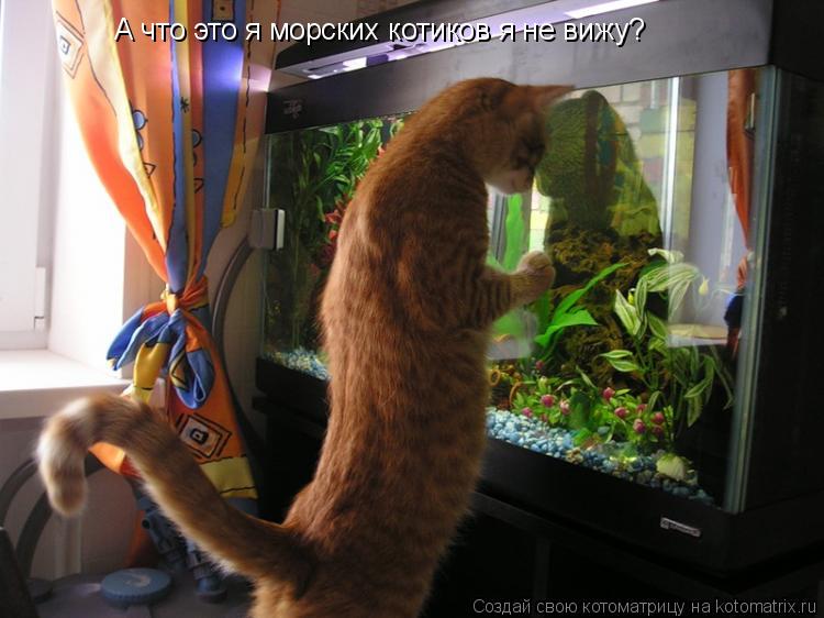 А что это я морских котиков я не вижу?... Котоматрица: А что это я морских котиков я не вижу?