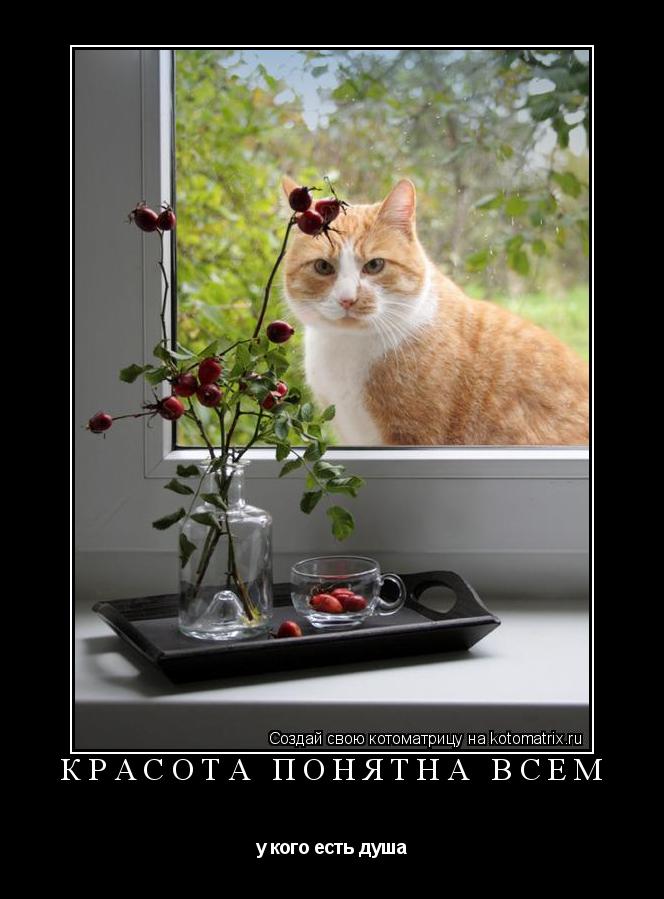 Котоматрица: Красота понятна всем у кого есть душа