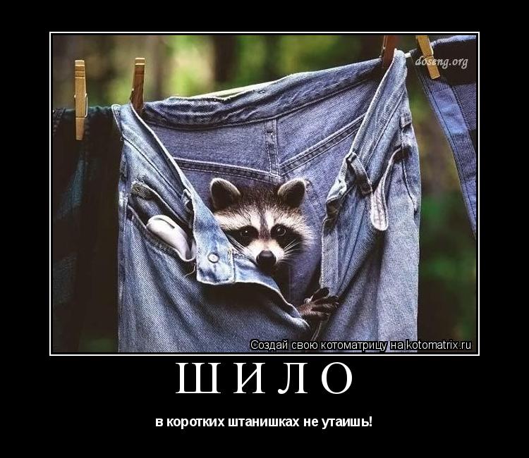 Шило в коротких штанишках не утаишь!... Котоматрица: Шило в коротких штанишках не утаишь!