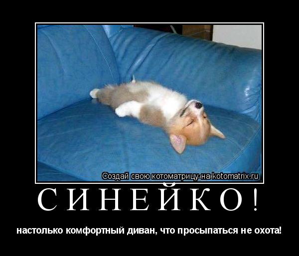 Синейко! настолько комфортный диван, что просыпаться не охота!... Котоматрица: Синейко! настолько комфортный диван, что просыпаться не охота!